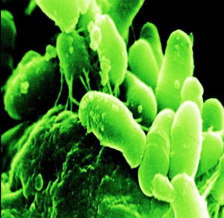 Gut bacteria may help combat cancer