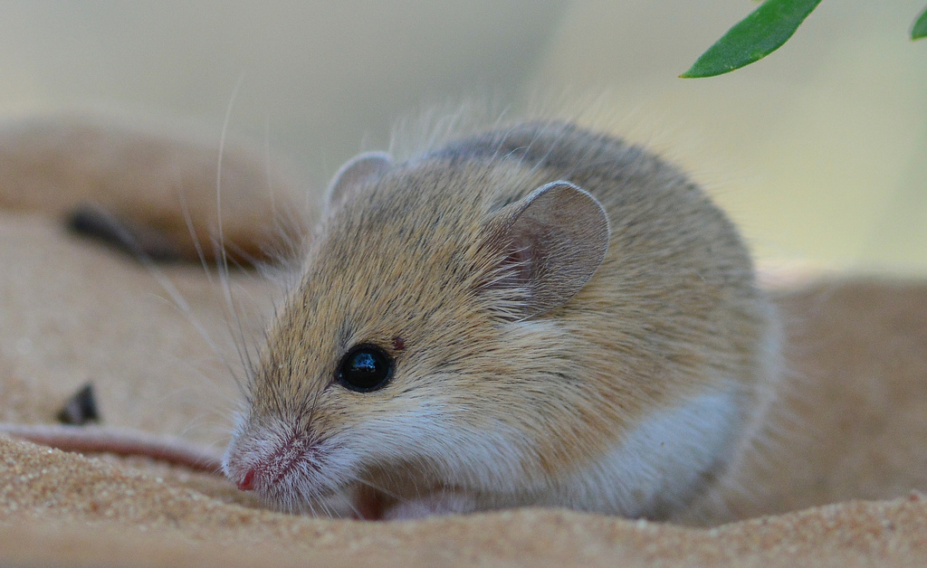 Zoologger: Superfemale mice have secret male DNA