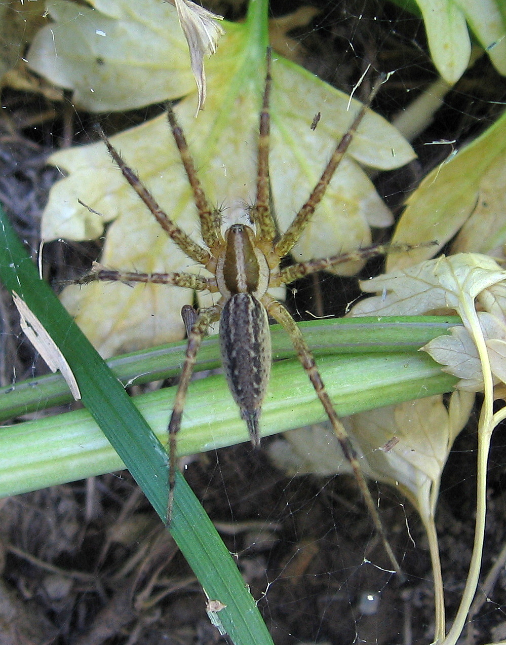 Zoologger: Female spider kills male to attract a mate