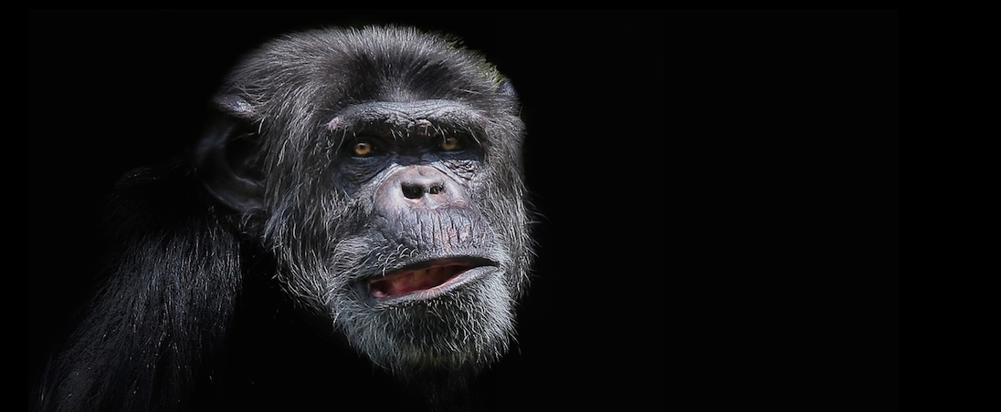 Only known chimp civil war reveals how societies splinter