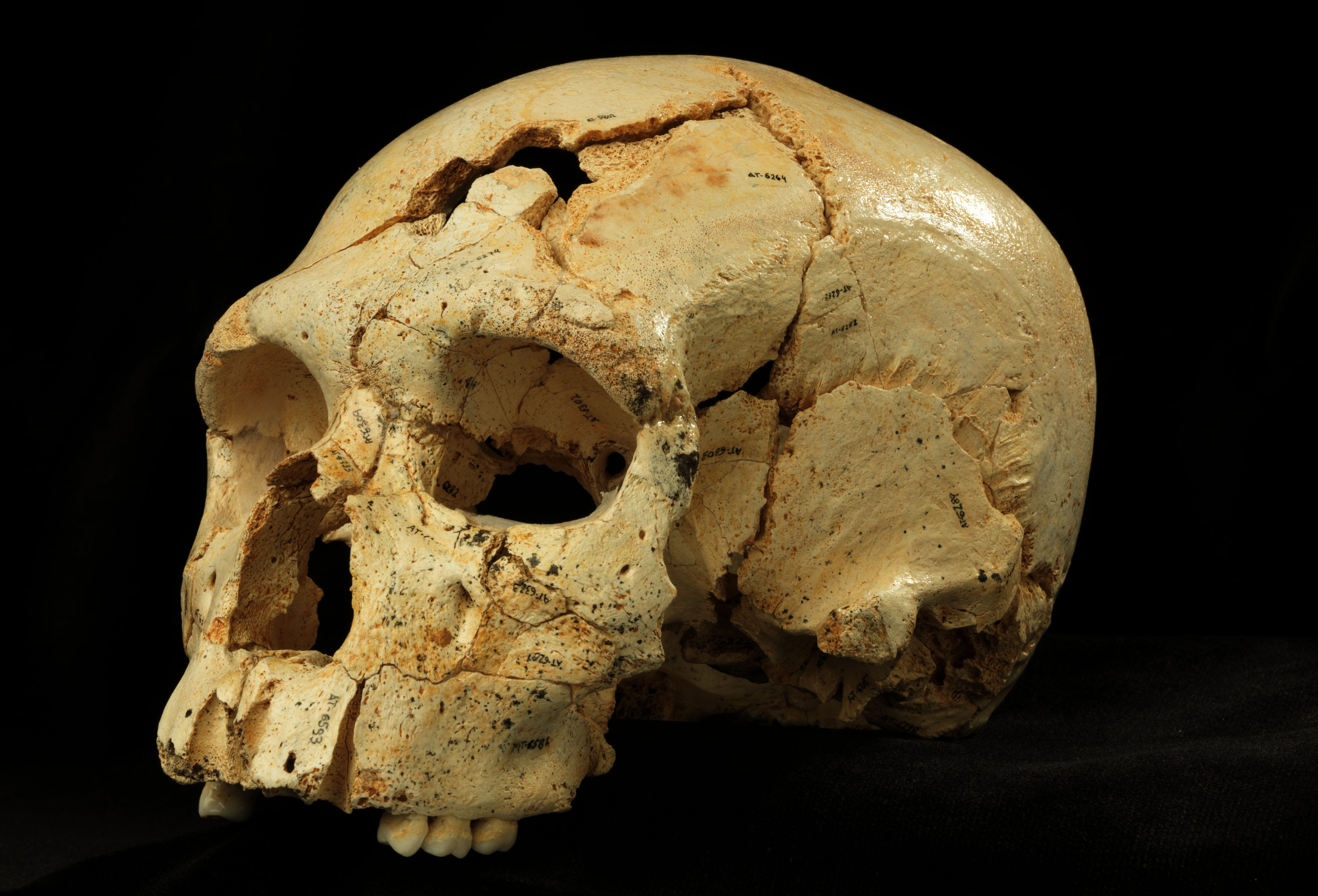 Neanderthals evolved their teeth before big brains
