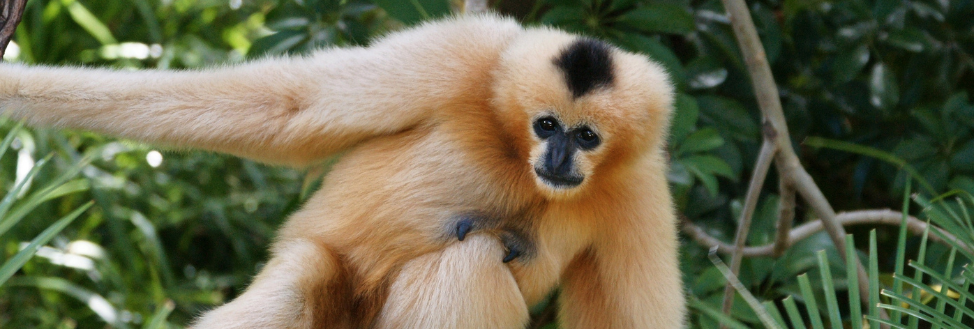 Shattering DNA may have let gibbons evolve new species