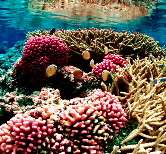 Acid damage to coral reefs could cost $1 trillion
