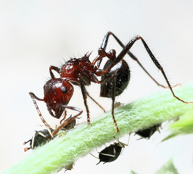 Aphids suck the blood of their ant masters’ young