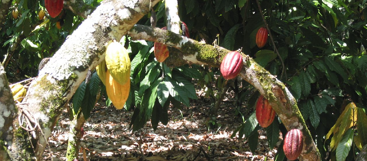 How to Save the Chocolate Tree Without Sacrificing Flavour