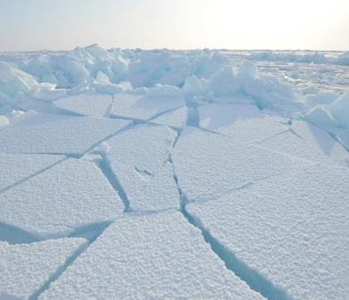Videos reveal rich upside-down world under polar ice