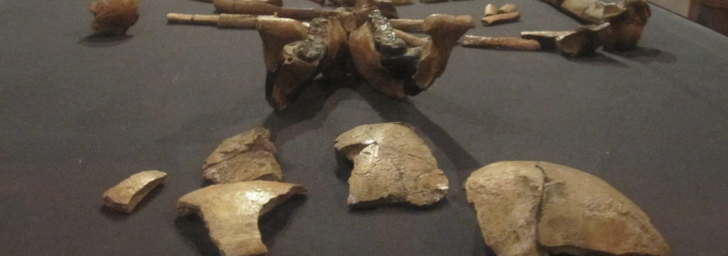 Baboon bone found in famous Lucy skeleton
