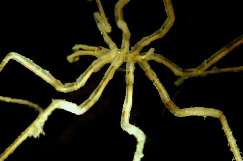 Zoologger: The giant sea spider that sucks life out of its prey