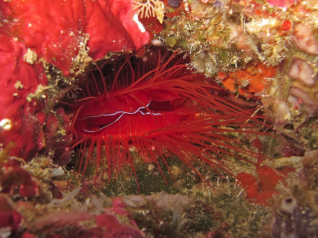 Disco clam’s light show is all about stayin’ alive