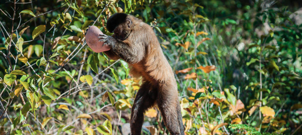 Chimpanzees and monkeys have entered the Stone Age