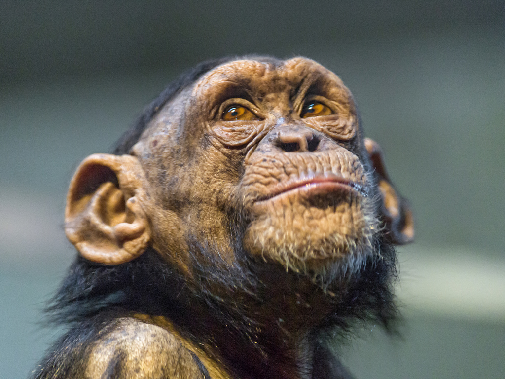 Do toddlers learn like chimps?