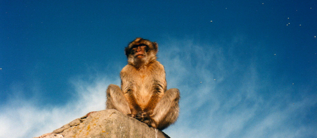 Elderly monkeys choose to have fewer friends – just like us