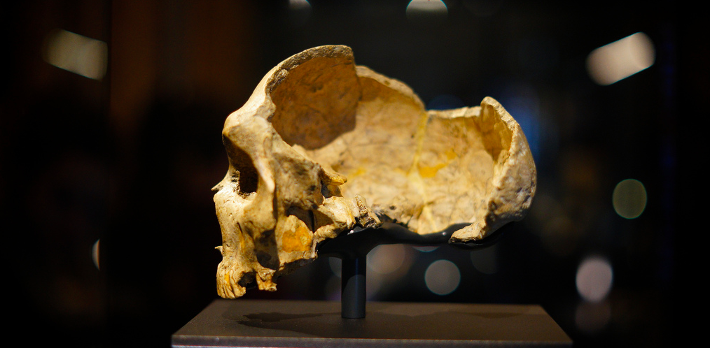 Neanderthal skulls and brains may have developed just like ours