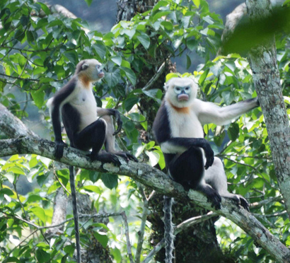 Snub-nosed monkeys are so inbred they may struggle to survive