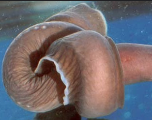 The strange reason why hagfish tie themselves into knots