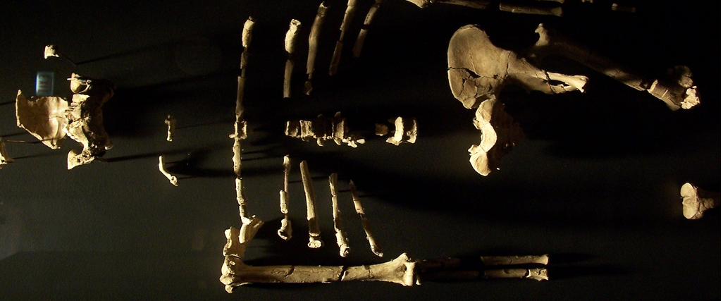 Early hominin Lucy had powerful arms from years of tree-climbing