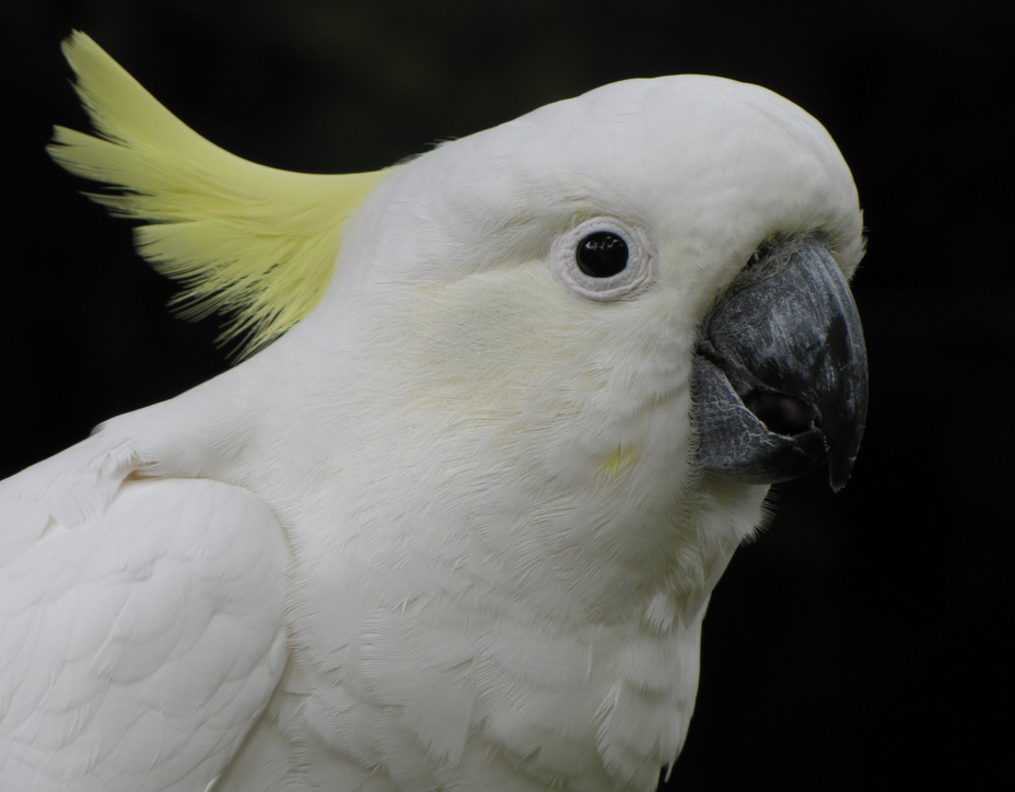 Watch cockatoo genius chew out a tool from a piece of cardboard