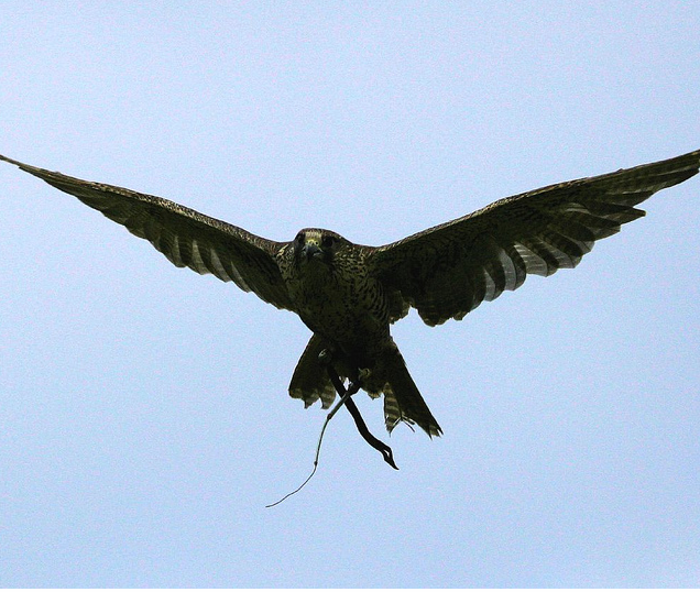 Why cities are unleashing birds of prey into their skies