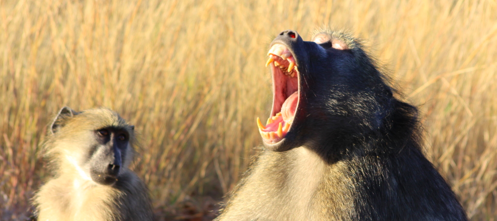 Baboons recorded making key sounds found in human speech