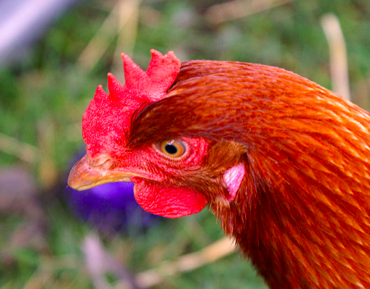 Despite what you might think, chickens are not stupid