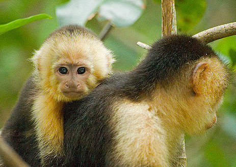 Being friendly puts monkeys at risk in times of revolution