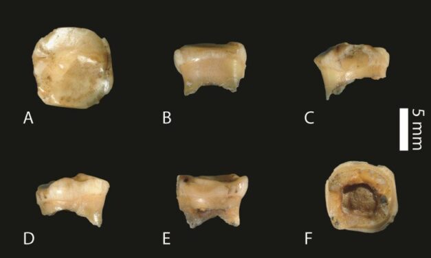 Child tooth is fourth fossil clue to mysterious Denisovan humans