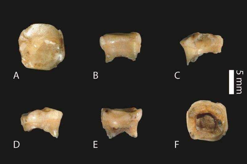 Child tooth is fourth fossil clue to mysterious Denisovan humans