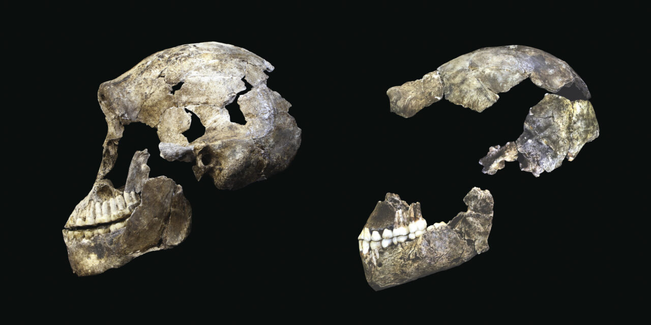 Meet ‘Neo’, the most complete skeleton of Homo naledi ever found