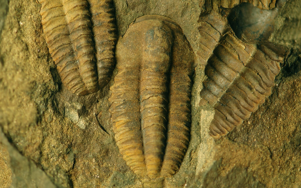 Ancient ‘sea woodlice’ had surprisingly complicated guts