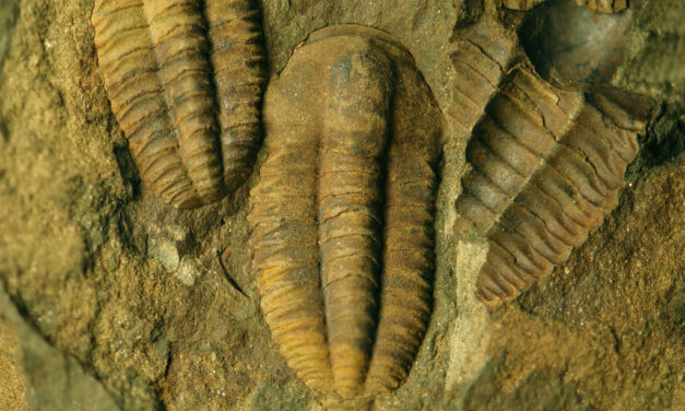 Ancient ‘sea woodlice’ had surprisingly complicated guts