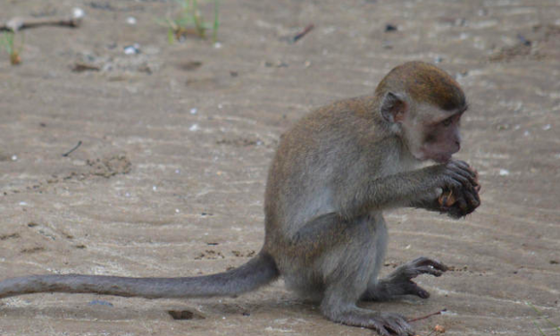 It took these monkeys just 13 years to learn how to crack nuts