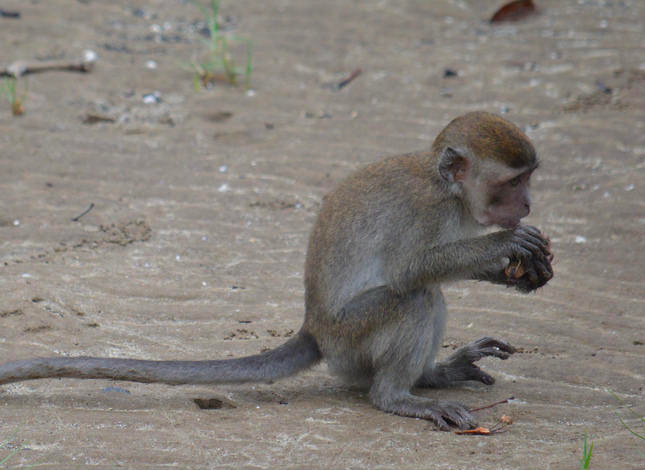 It took these monkeys just 13 years to learn how to crack nuts