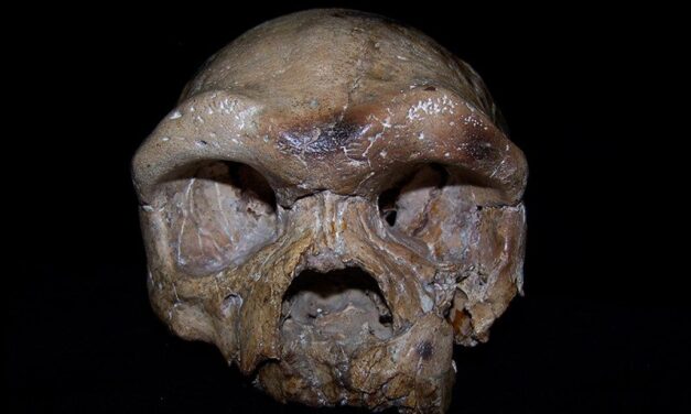 Ancient skull from China may rewrite the origins of our species