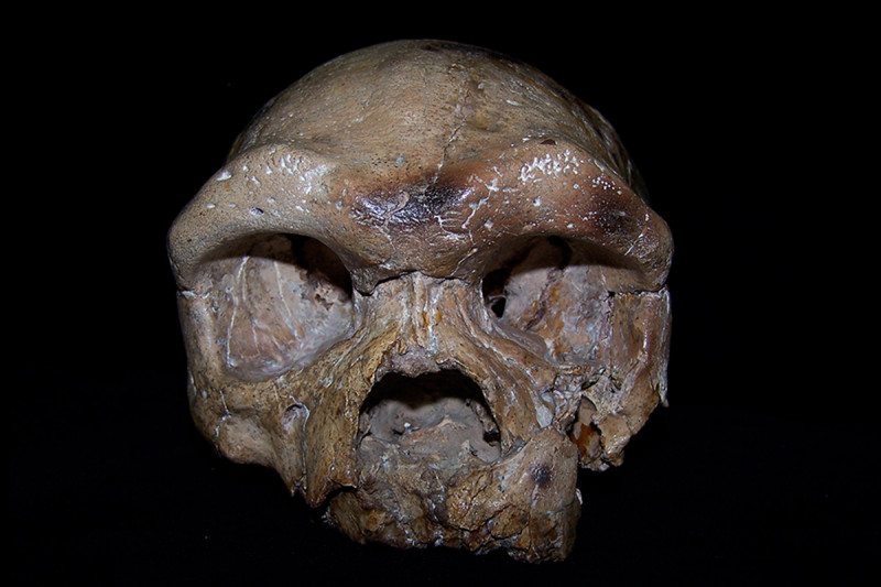 Ancient skull from China may rewrite the origins of our species