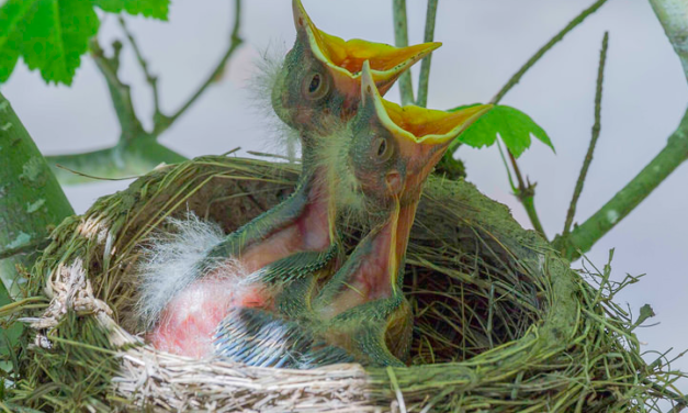 Young ‘dinosauromorphs’ may have begged for food like baby birds