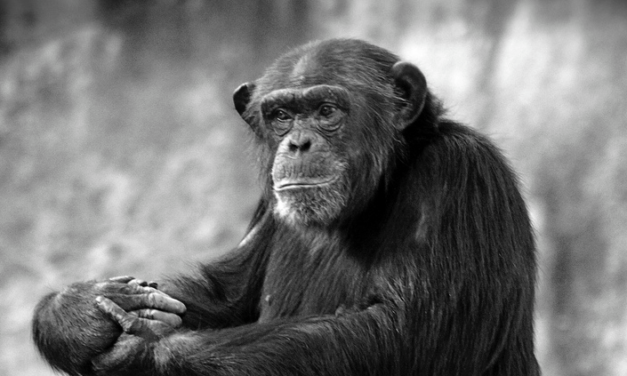 Chimp evolution was shaped by sex with their bonobo relatives