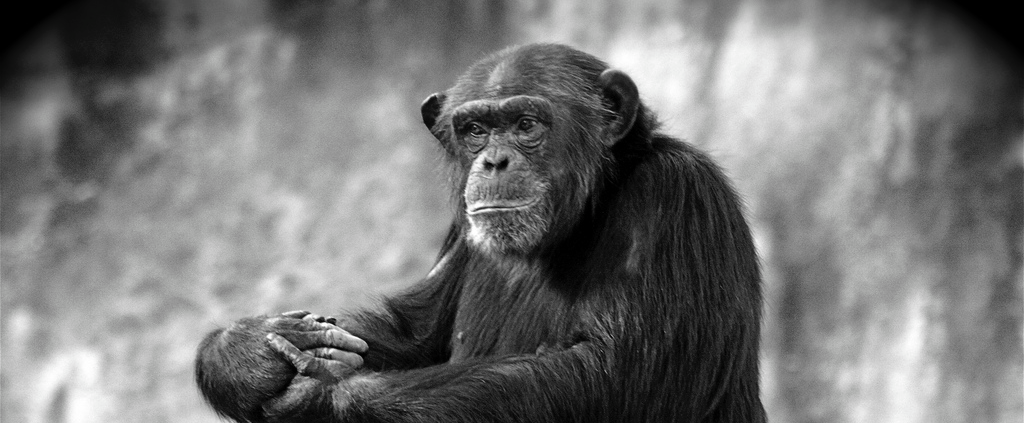 Chimp evolution was shaped by sex with their bonobo relatives