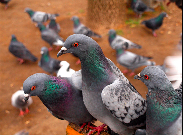 Pigeons can understand probabilities – just like primates can