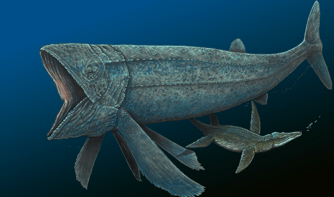 This ancient fish was bigger than a whale shark – and faster than scientists ever imagined