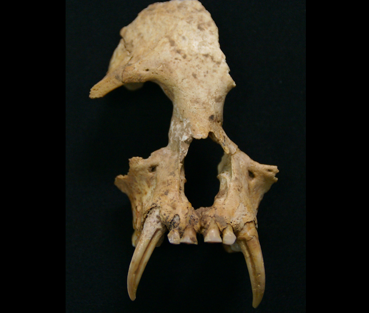 Ancient gibbon from Chinese tomb may be first ape to go extinct since the Ice Age