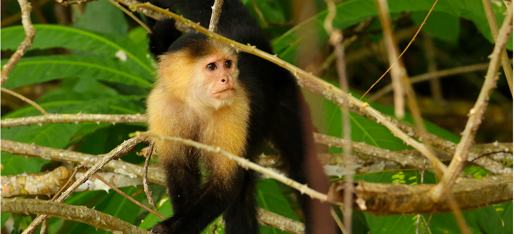 Some monkeys in Panama may have just stumbled into the Stone Age