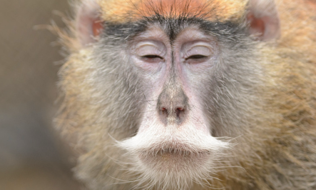 ‘I speak for the trees’: Could this monkey be Dr Seuss’s Lorax?