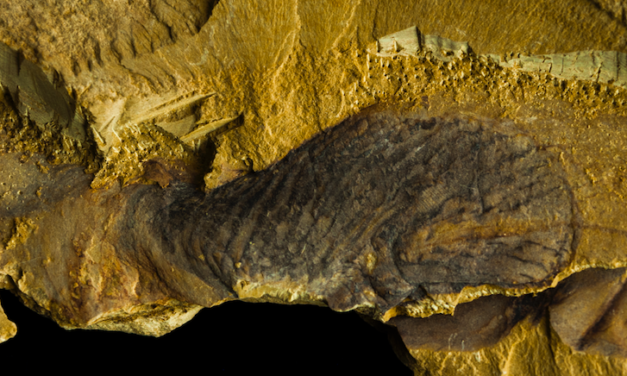 These half-billion-year-old creatures were animals—but unlike any known today