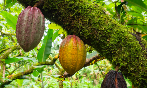 World’s oldest chocolate was made 5300 years ago—in a South American rainforest