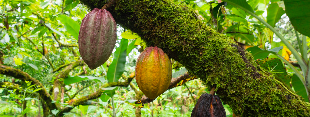 World’s oldest chocolate was made 5300 years ago—in a South American rainforest