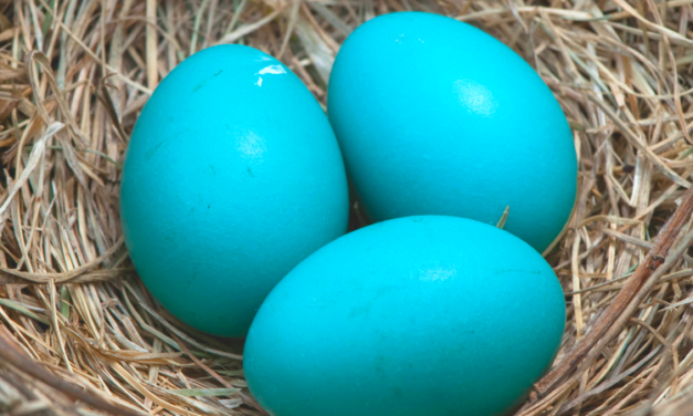 Birds have their dinosaur ancestors to thank for their colourful eggs