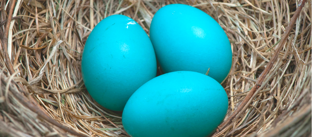 Birds have their dinosaur ancestors to thank for their colourful eggs