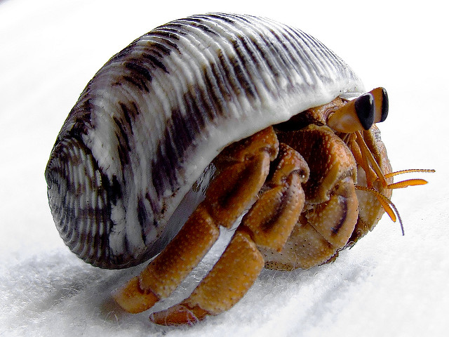 Long penises help hermit crabs avoid being robbed during sex