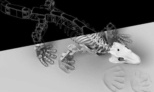 Robot version of our distant ancestor hints at how we learned to walk