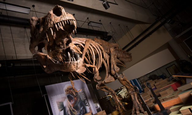 Huge T. rex fossil suggests many dinosaurs were bigger than we thought